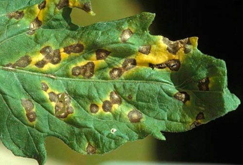 Cà chua Septoria