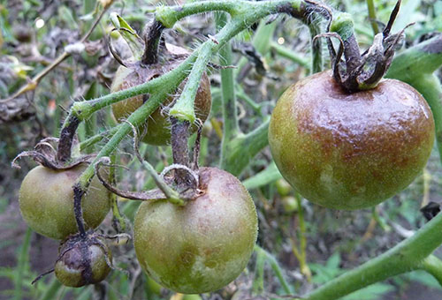 Mildiou de la tomate