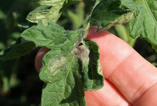 Taches sur les feuilles des plants de tomates