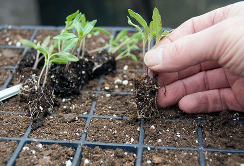 Jeunes plants de tomates