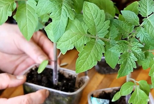 Semis de tomates sains