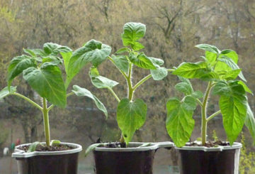 Semis de tomates sur le rebord de la fenêtre