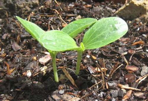 Pousses de courgettes