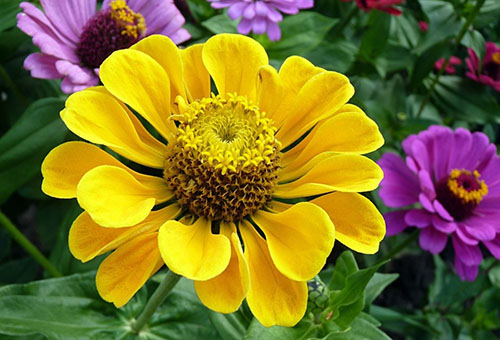 Zinnia jaune