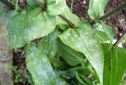 Taches foliaires de Zinnia