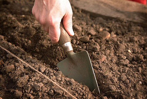 Préparer le sol pour planter des semis