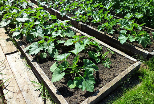 Jardin de courgettes