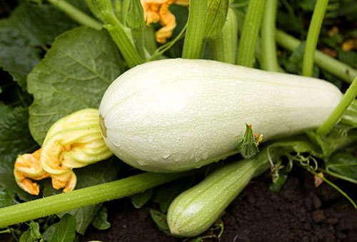 Zucchini