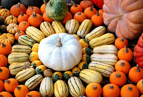 Citrouilles de différents types