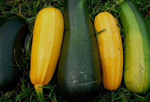 Zucchini