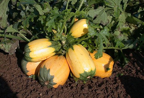 Citrouille bicolore