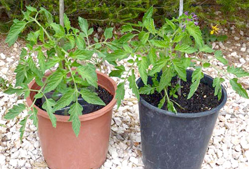 Les semis de tomates en pots