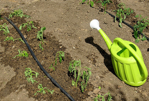 Arroser les tomates en plein champ