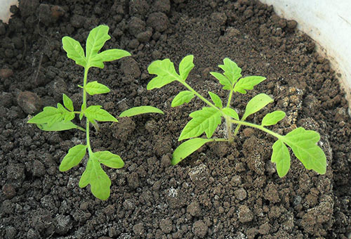 Semis de tomates