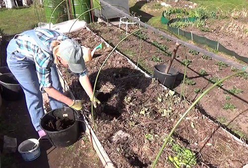 Préparer les parterres d'aubergines et de poivrons