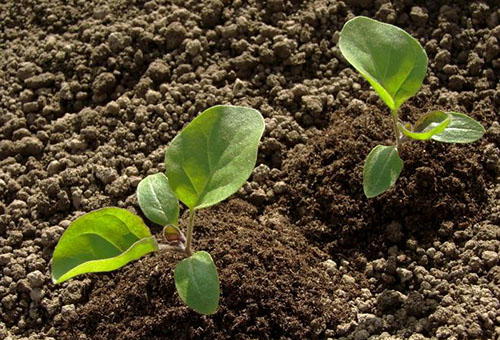 Trädgårdsplanterade aubergineplantor