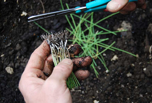 Taille des poireaux avant de les planter en extérieur