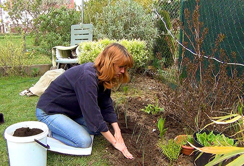 Transplantation de poireaux en pleine terre