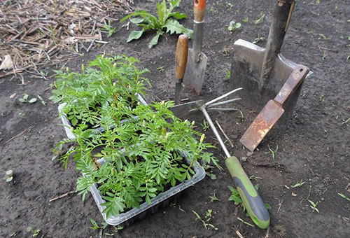 Plantering av ringblommaplantor