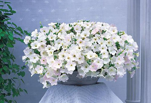 Buisson de pétunia blanc