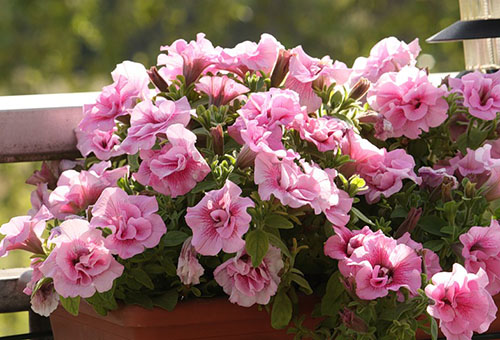 Rosa petunia