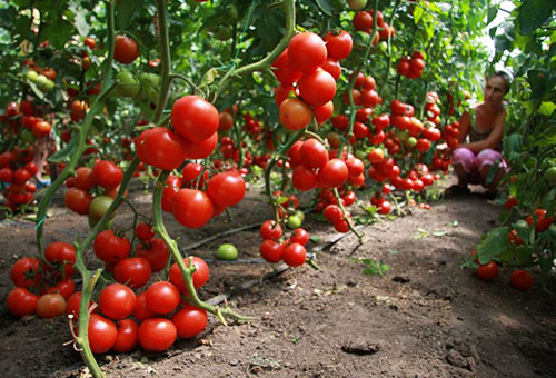 Récolte de tomates