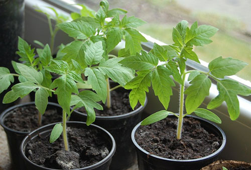 Semis de tomates