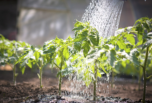 Alimentation foliaire des plants de tomates