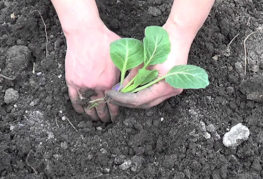 Planter des plants de chou