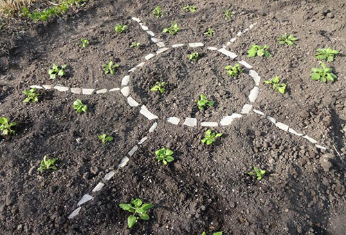 Pétunias plantés