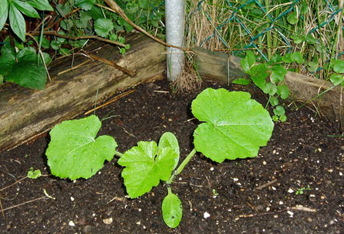 Citrouille plantée dans le jardin