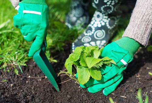 Planter des plants de fraises