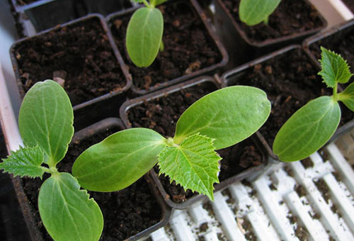 Culture correcte des plants de concombre