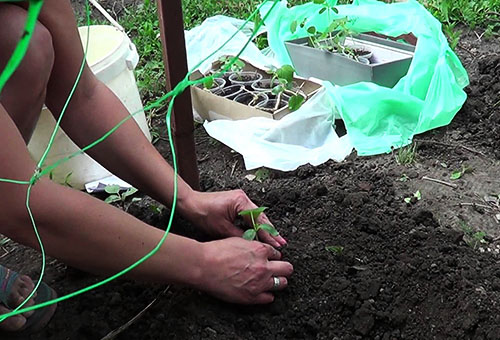 Planter des semis de concombre allongés en pleine terre