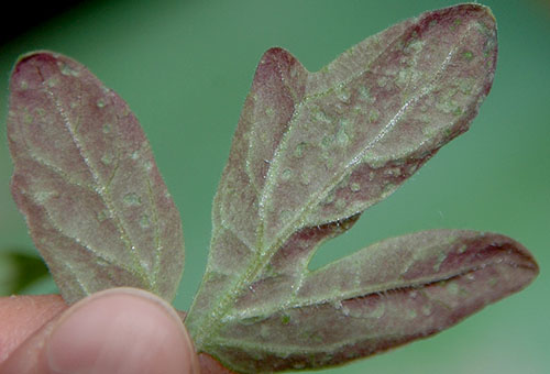 La feuille de tomate est devenue violette