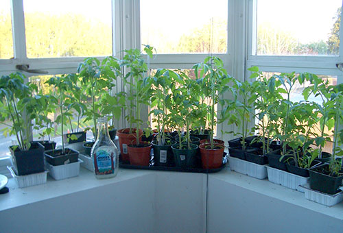 Semis de tomates sur la loggia