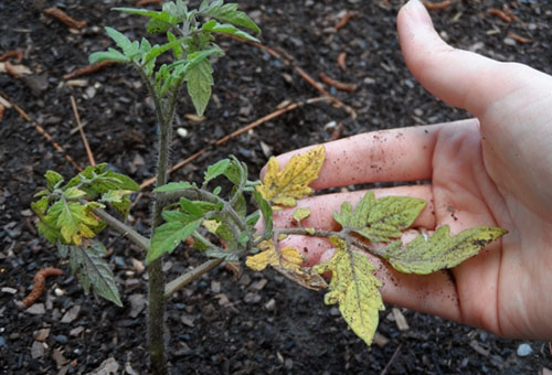 La tomate est devenue jaune après la plantation