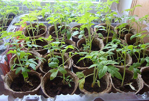 Les feuilles des plants de tomates ont commencé à jaunir