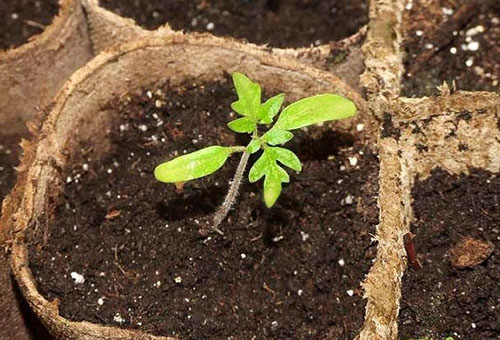 Semis de tomates jaunies