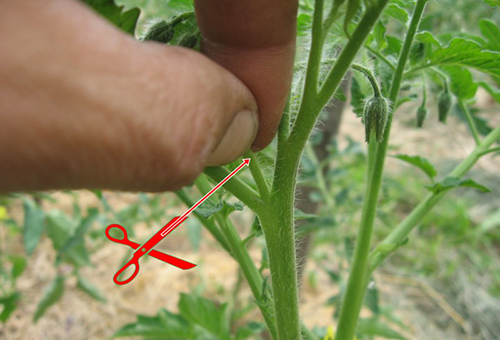 Pâturage de tomates