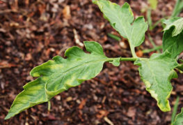 Feuille de tomate enroulée