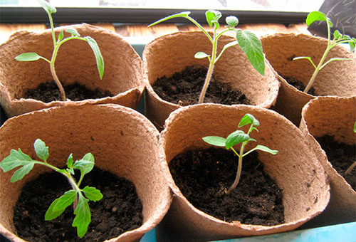 Les semis de tomates dans des pots de tourbe