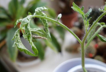 Les semis de tomates fanées