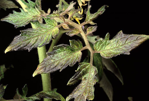 Plantules de tomates malades