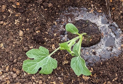 Transplantation de plants de pastèque dans le sol