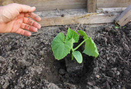 Planter des concombres en pleine terre