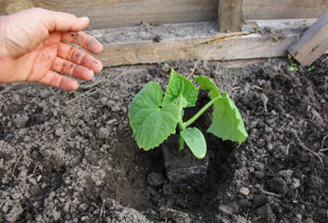 Planter des concombres en pleine terre