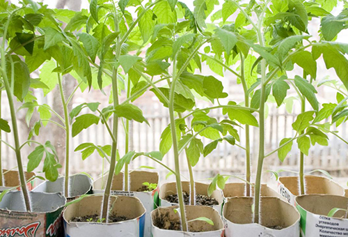 Les plants de tomates prêts pour la plantation