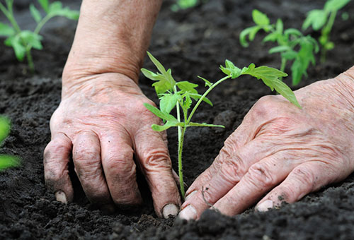 Transplantation de plants de tomates