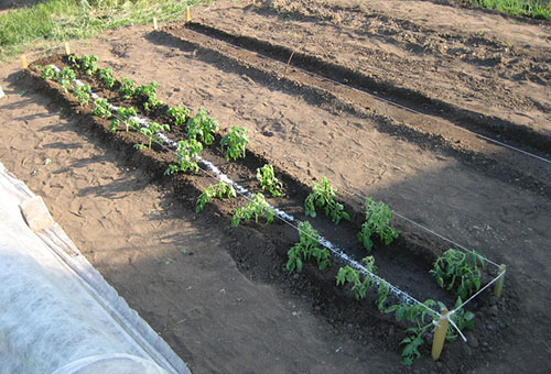 Un jardin avec des plants de tomates